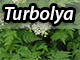 Turbolya